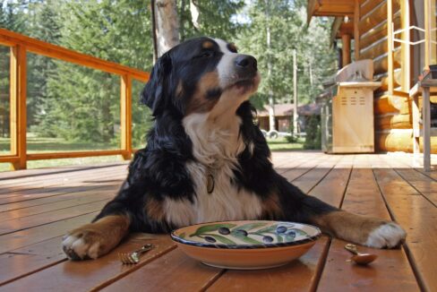 pet friendly cabins